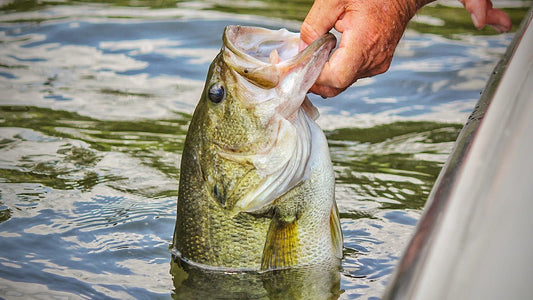 Spring Largemouth Bass Fishing: Tips and Tricks - Ozark Outdoor Apparel Co.
